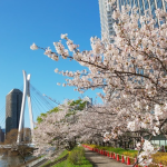 サムネイル:新川公園 桜