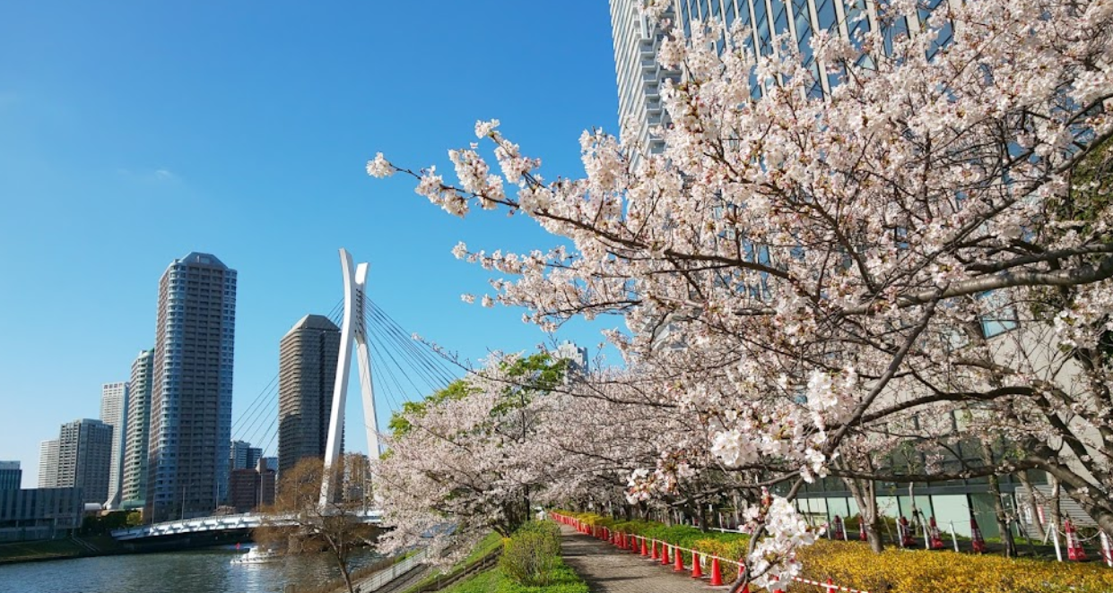 画像:新川公園 桜